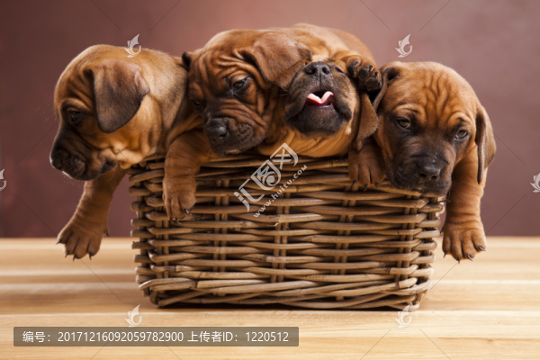動物