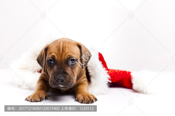 動物