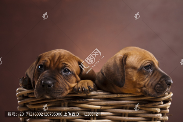 動物