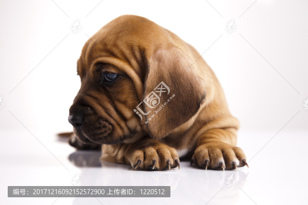 動(dòng)物
