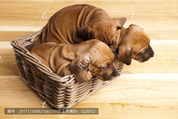 動物