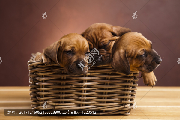 動物