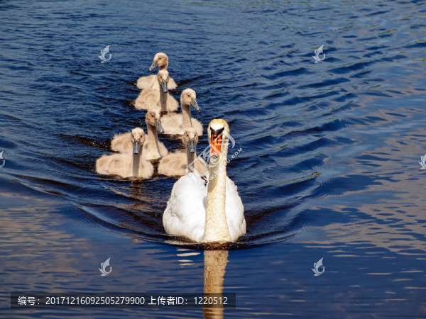 鳥