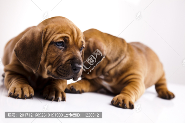 動物