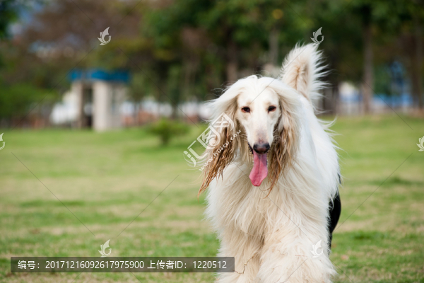 樹
