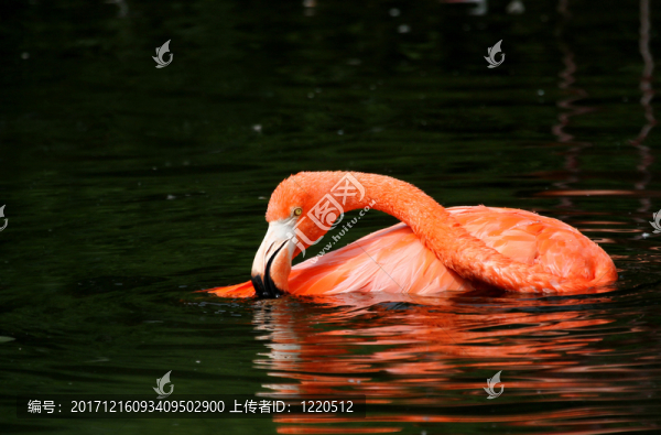 紅鸛