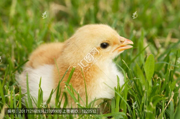 食物