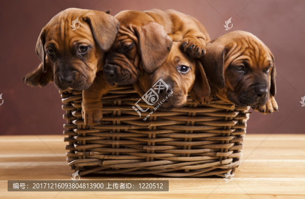 動物