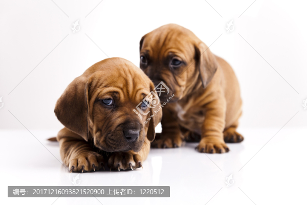 動物