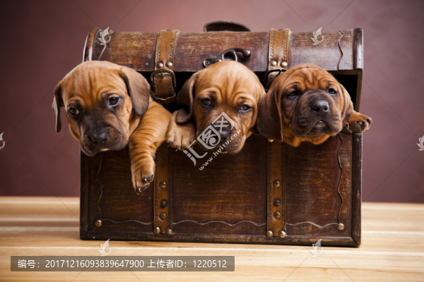 動物