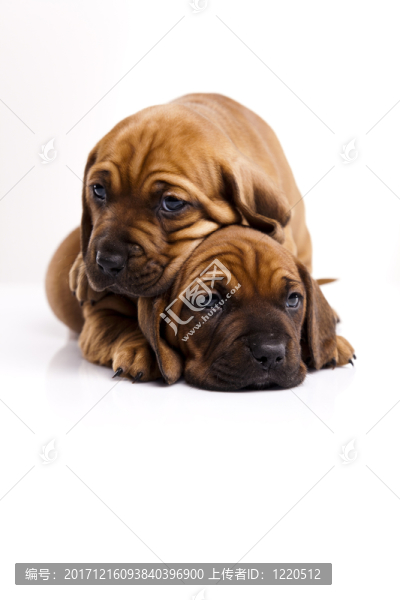 動物