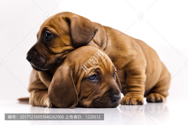 動物