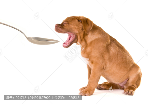 食物