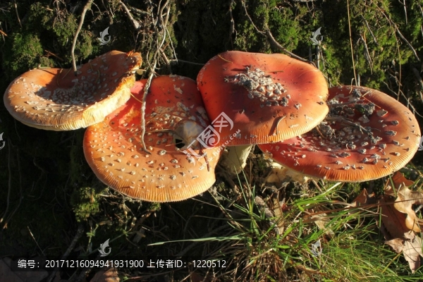 四