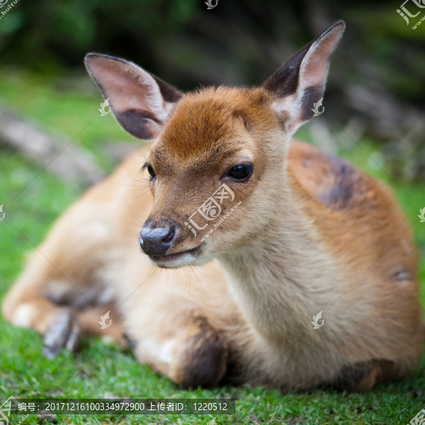 動物