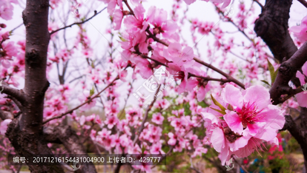 桃花盛開