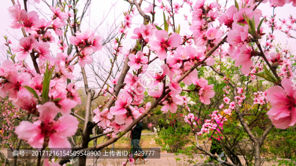 桃花
