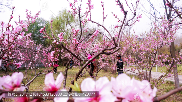 桃花盛開(kāi),桃花園