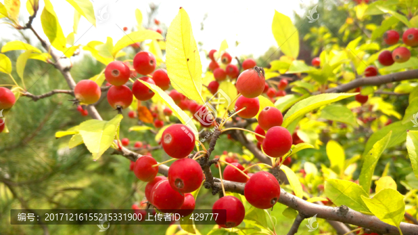紅果