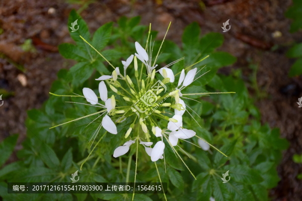 花高清攝影素材