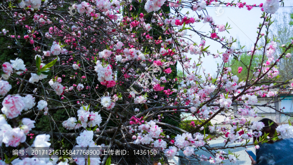 桃花