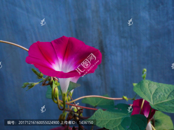 牽牛花,,喇叭花