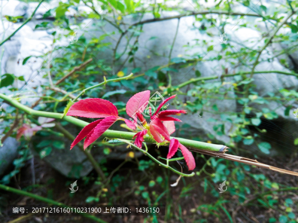 嫩芽