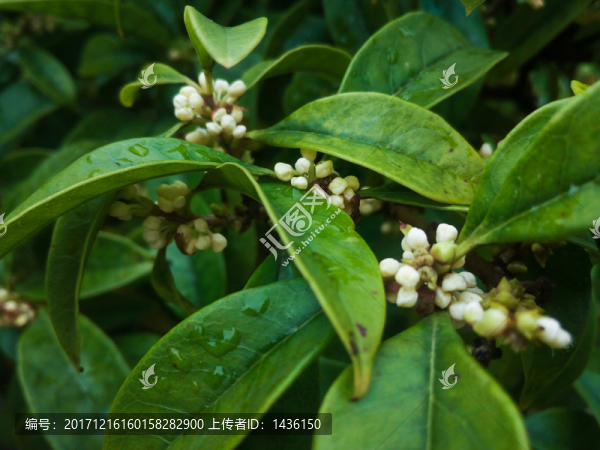桂花