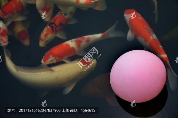 鯉魚和氣球攝影圖