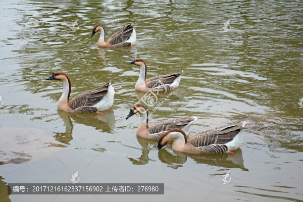 雁鵝