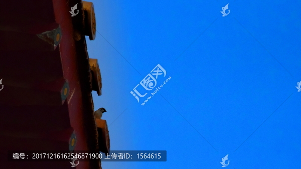 屋檐上眺望的鳥攝影圖