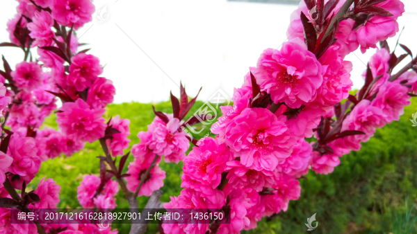 桃花,,觀花桃花