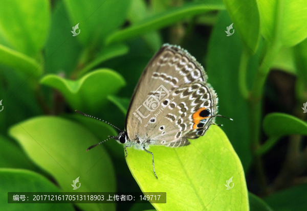蘇鐵曲紋紫灰蝶