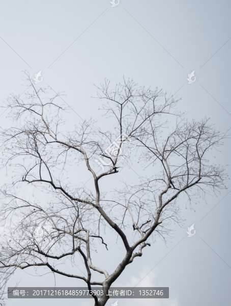 樹枝