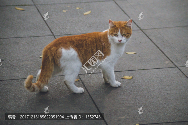可愛貓咪
