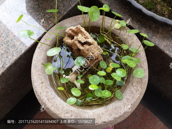 菖蒲盆景