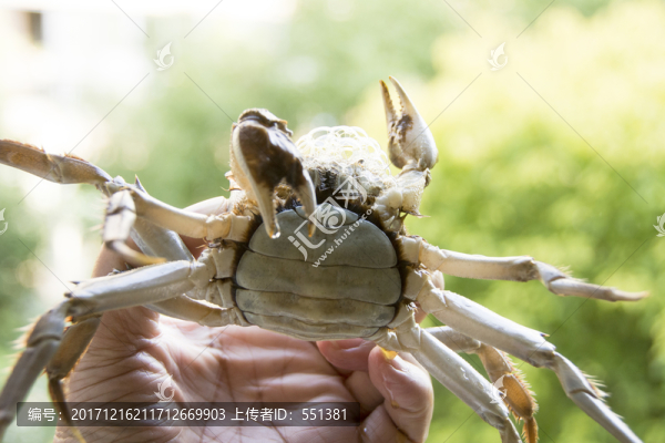 母螃蟹