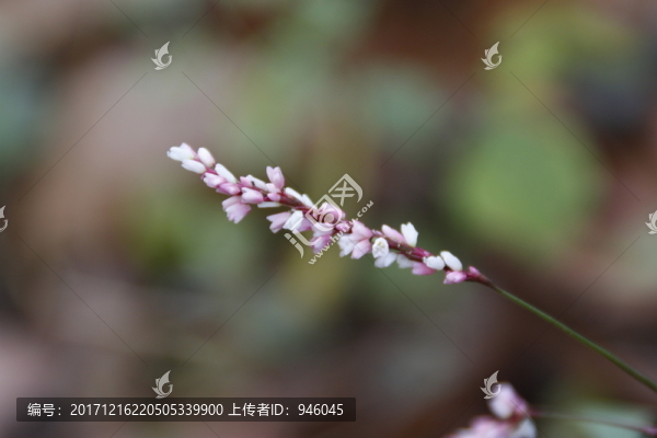 花特寫