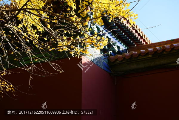 銀杏秋景