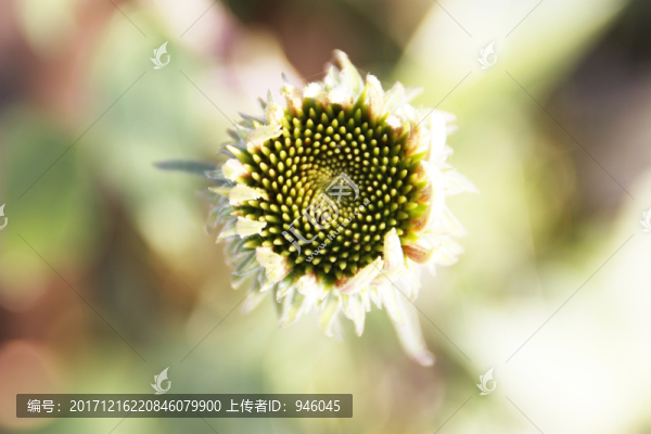 花特寫