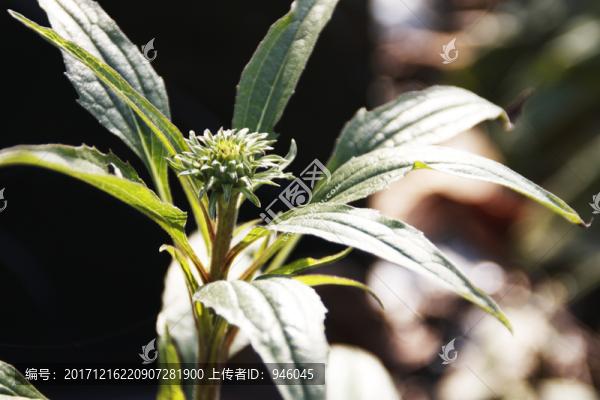花特寫