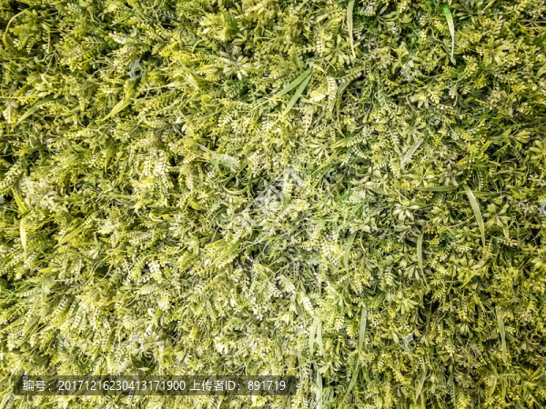 植物墻