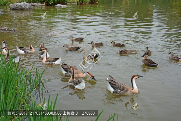野鵝