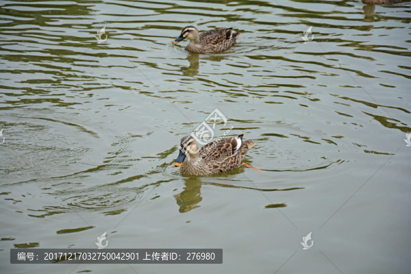野鵝