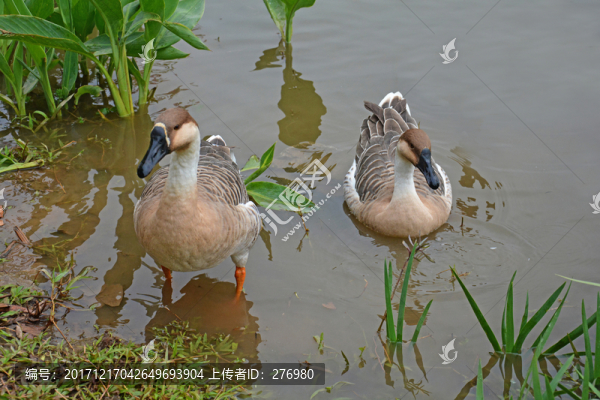 鵝