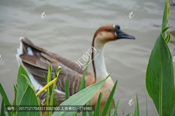 鵝