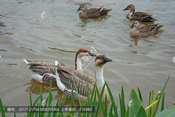 鵝