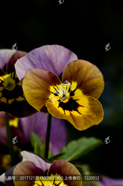 花園