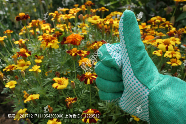 花園