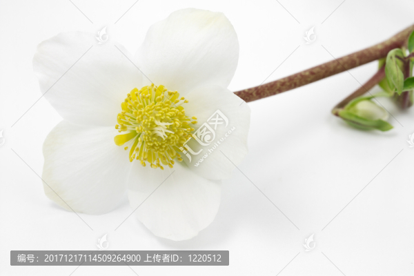 圣誕玫瑰（嚏根黑木）